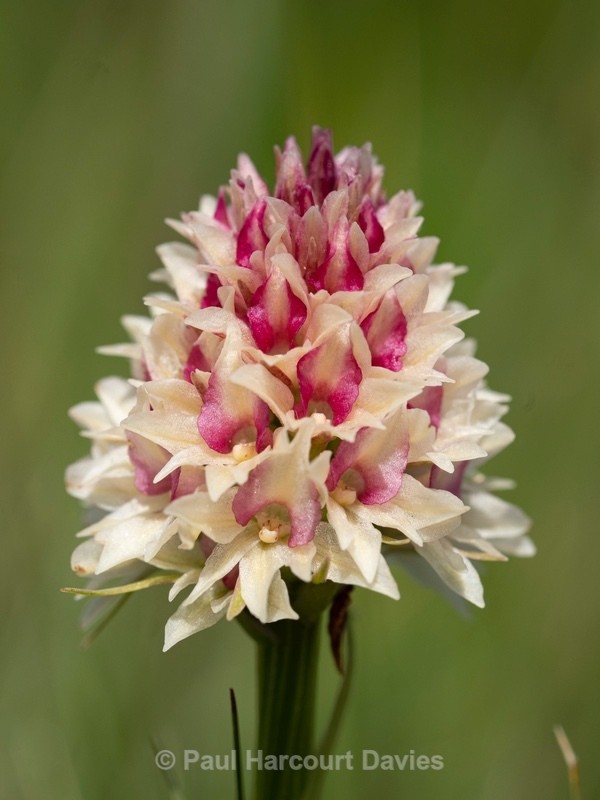  Alpine vanilla orchid ( G. rhellicani  - formerly known as Nigritella ssp. rhellicani) colour form. - Wild Orchids