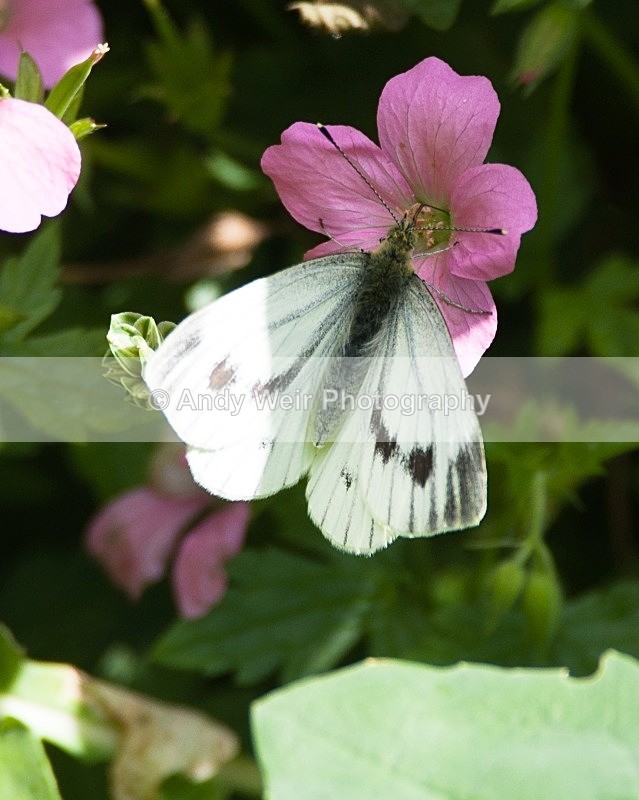 20080802-013 - Butterflies & Moths