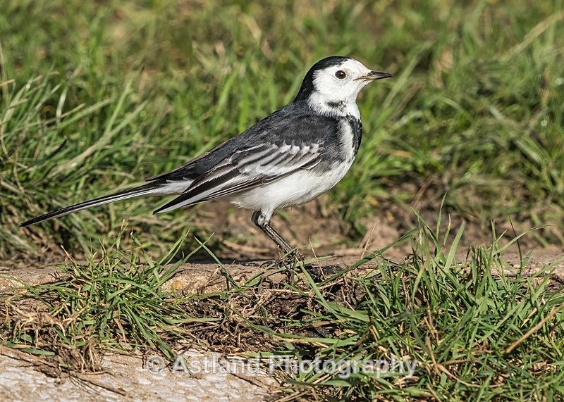 Astland Photography, Bird and Wildlife Images, Susan and Peter Wilson, U.K.