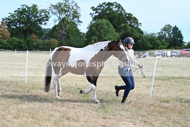 WJ7_8177 - In-hand Championship
