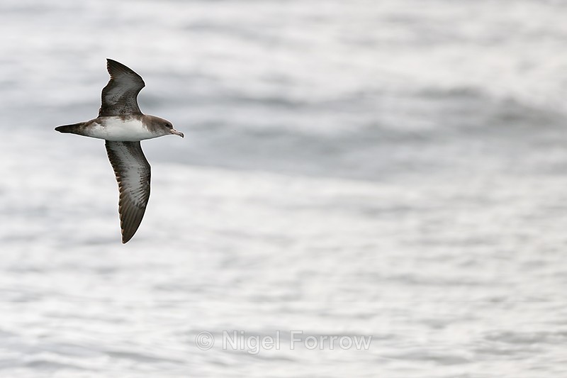 Pink-footed Shearwater flying, Pacific Ocean, Chile - Pink-footed Shearwater