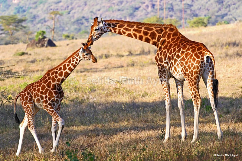 IMG_0842 Nakuru - Giraffes