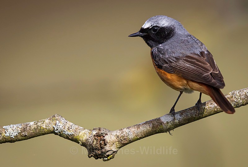 Common Redstart Male - REDSTARTS 2025