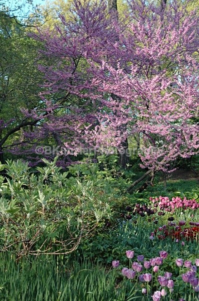  - Central Park Springtime