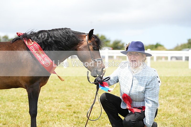 DSC06661 - Miniature Horse Championship