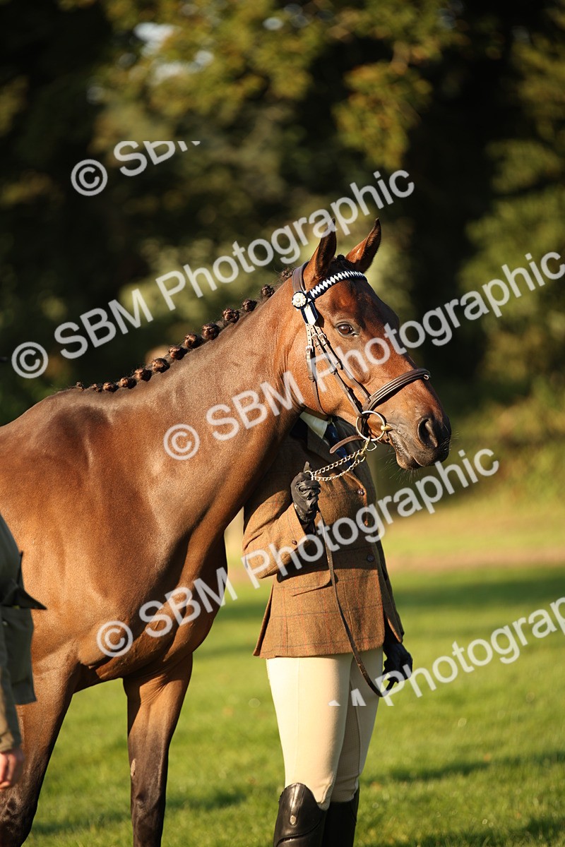 SBM_56899 - S49 - Riding Horse & Hack & Thoroughbred In Hand