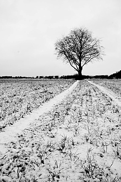 copper, beech, tree, dorset, winter, december, snow, kjw, kjwphotography,