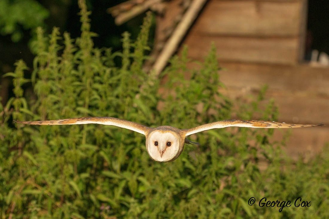 Barn Owl - Birds in Flight