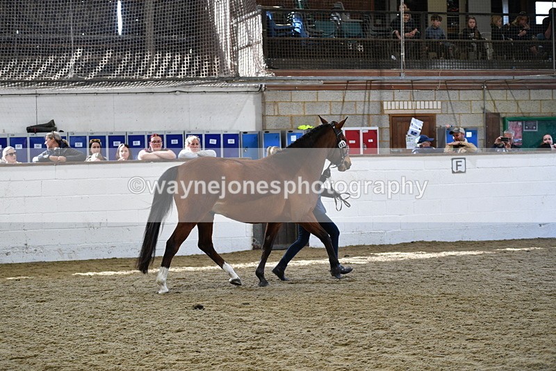 WJ5_4530 - Class 3 Part Bred In hand