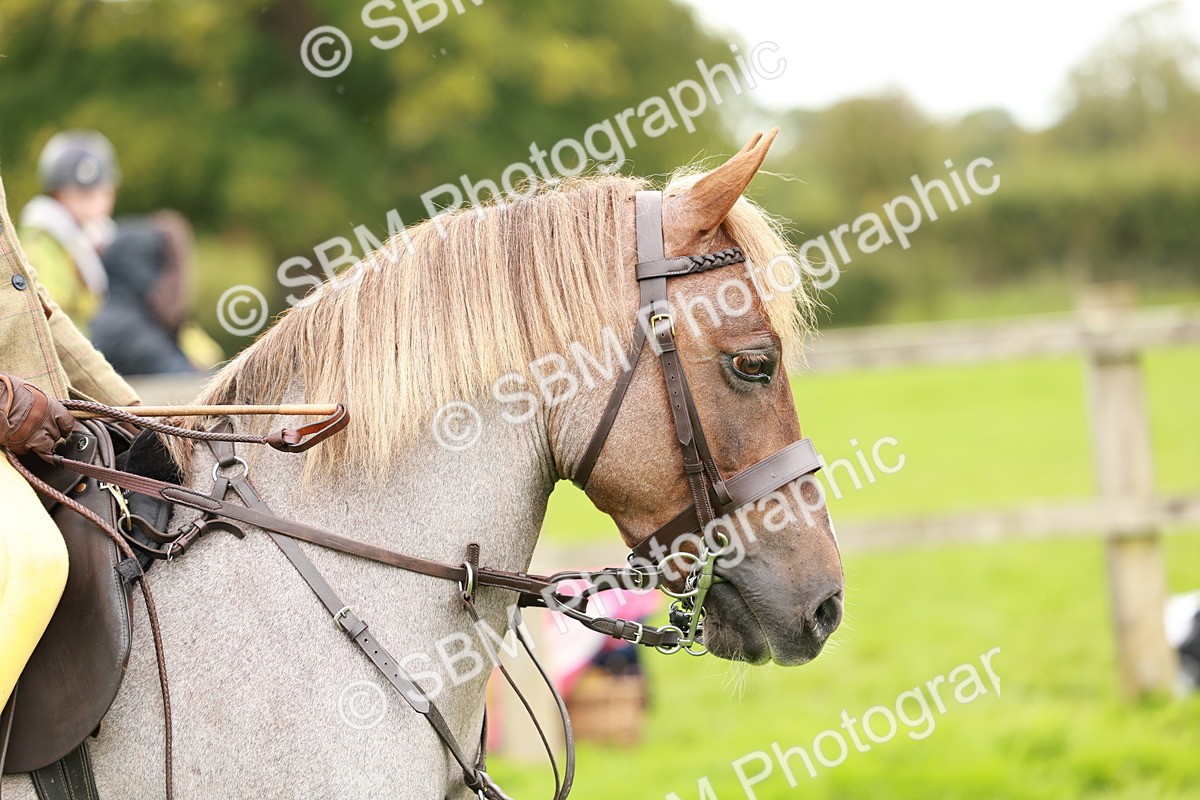 SBM_41807 - S32 - Mountain & Moorland Working Hunter Pony