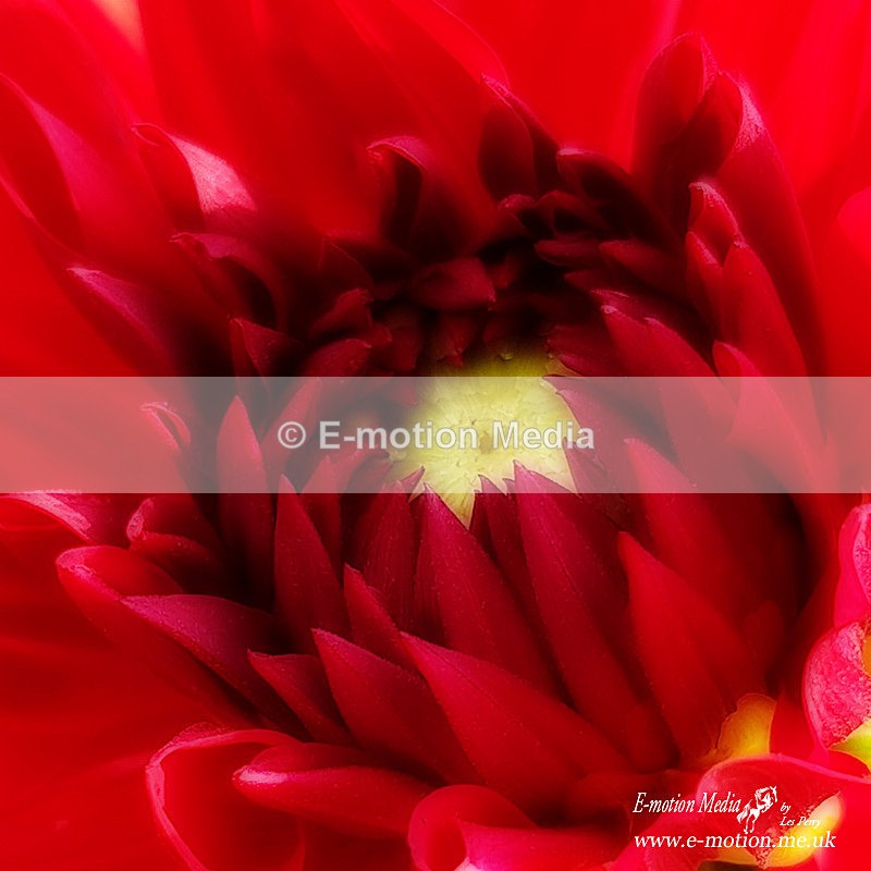 20180719_185421 copy - Nature