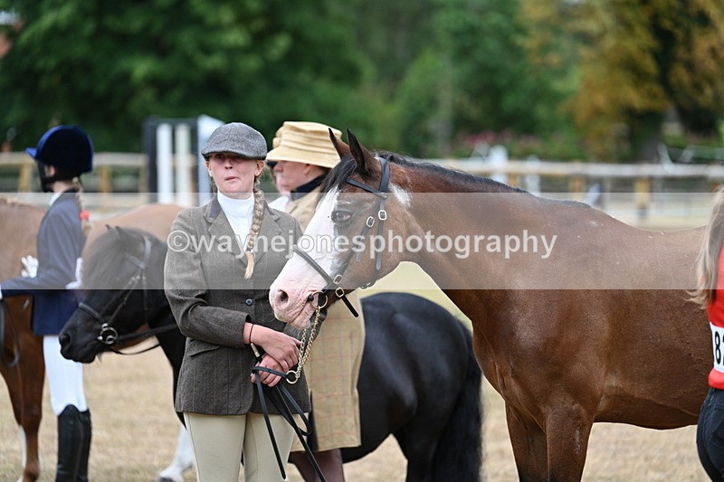 WJ7_8168 - Class 4 Prettiest Mare up to 14.2hh