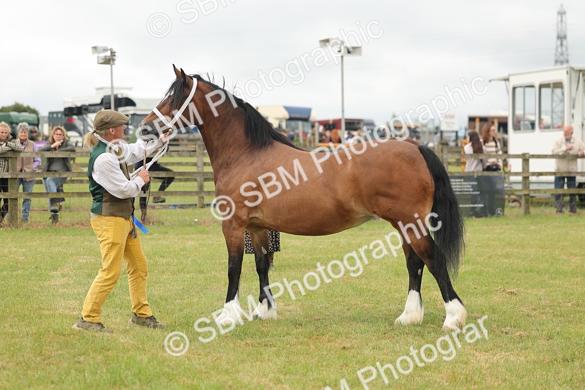 SBM_04978 - Class 50-57 - M&M Welsh Pony In Hand