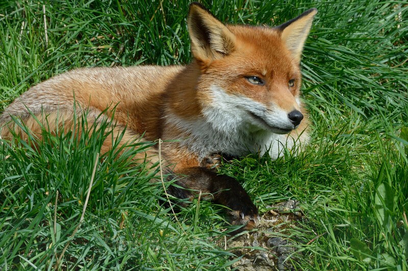 Fox 2 - British Wildlife