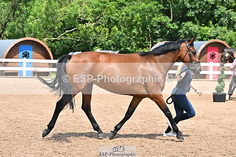 240718A-105312-01689 - Trot Up 1pm to 2pm