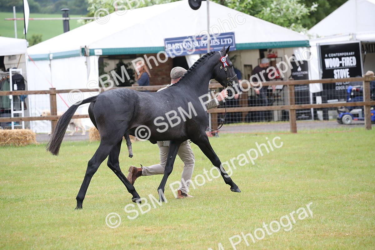 SBM_00242 - Class 17-20 - Arab & Part Bred - Anglo Arab In Hand