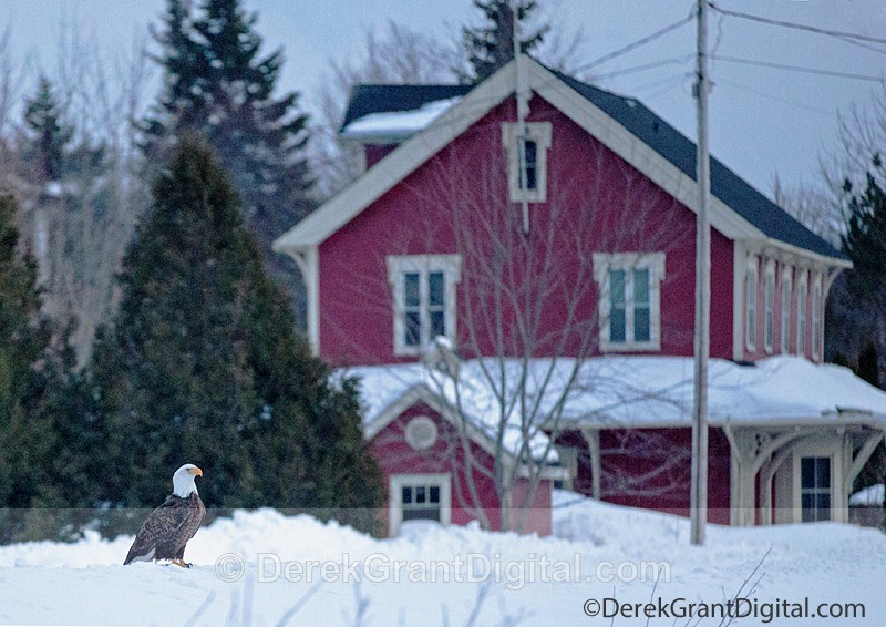 Station House Rothesay New Brunswick Canada - Urban Wildlife