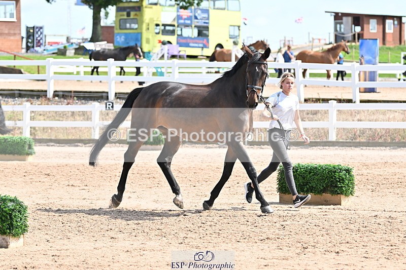 240717A-153801-02931 - Trot Up 3pm to 4pm