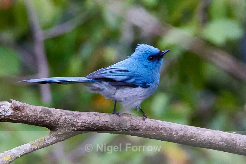 African Blue-flycatcher perched on a tree branch - African Blue-flycatcher