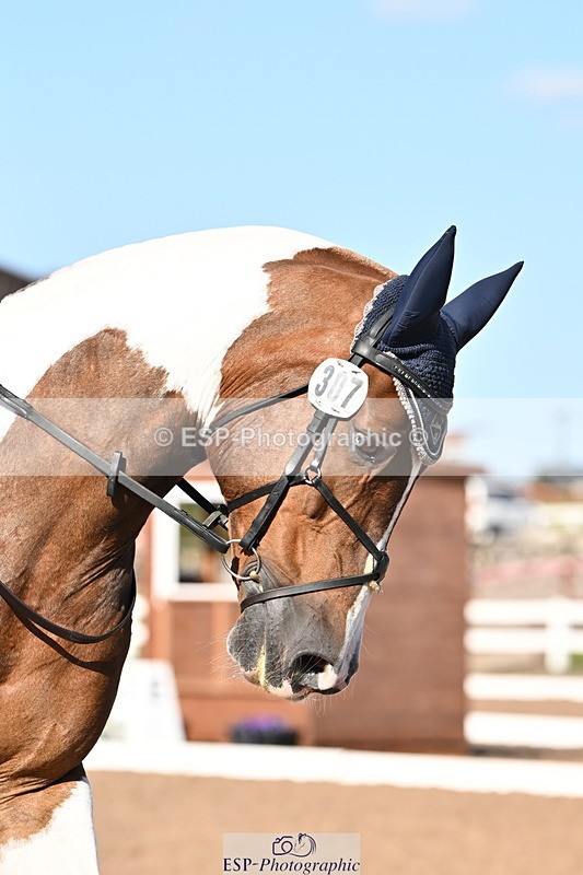 240816A-164852-06273 - 307-Rachel.Cook-Tiger.lily.vi