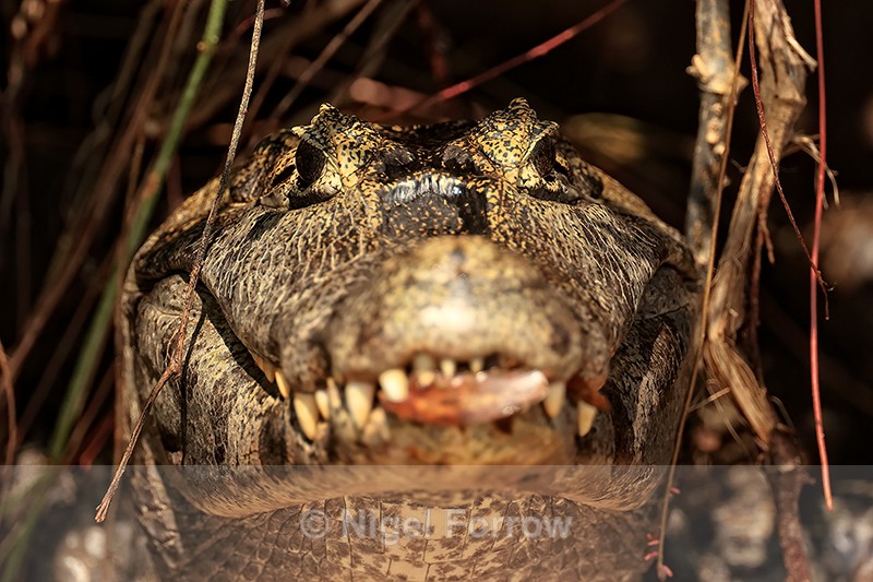 Yacare Caiman head, front view, Mato Grosso, Brazil - REPTILES & AMPHIBIANS