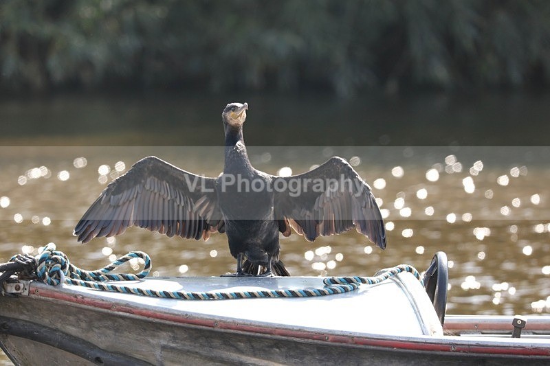 Cormorant 20 - Animals, Birds etc
