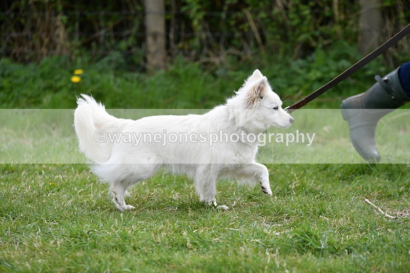 WJ5_9189 - Class 1 Best Cross Breed / Heniz 57