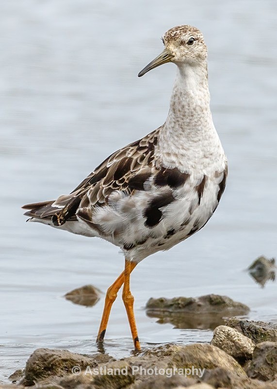Astland Photography, Bird and Wildlife Images, Susan and Peter Wilson, U.K.