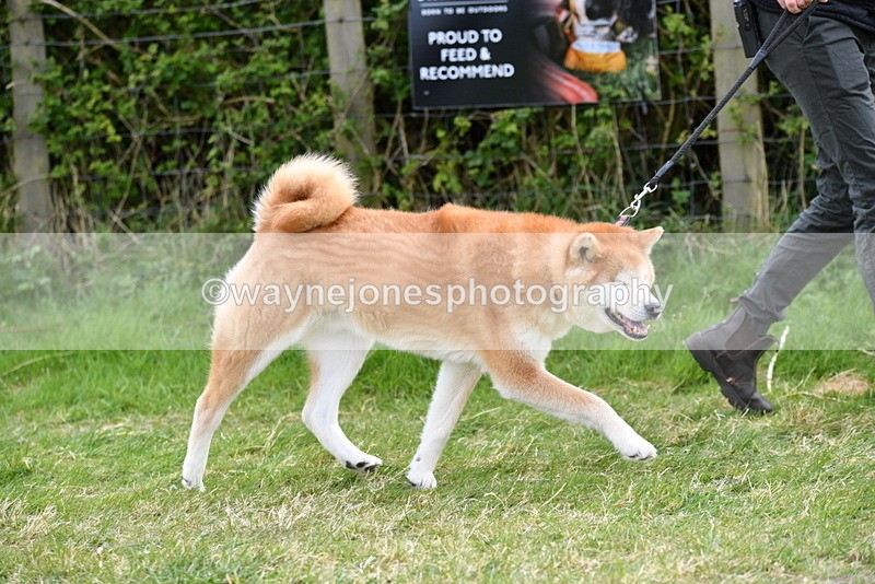 WJ5_9981 - Class 5 Best Veteran / 7 years & over