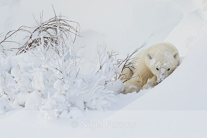Polar Bear cub resting in snowdrift, Churchill, Canada - Polar Bear