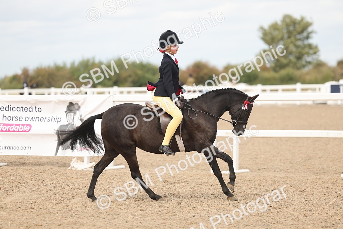 SBM_15989 - Class 311 - Ridden Show pony-Show hunter Pony