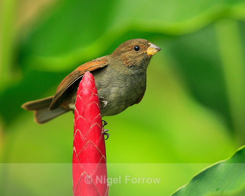 Lesser Antillean Bullfinch (female), Fond Doux Plantation, St Lucia - Lesser Antillean Bullfinch