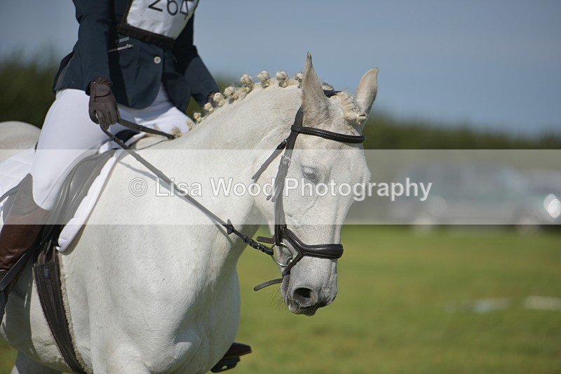 RAY_8100 - Class 2B: Trekenning Open: Dressage