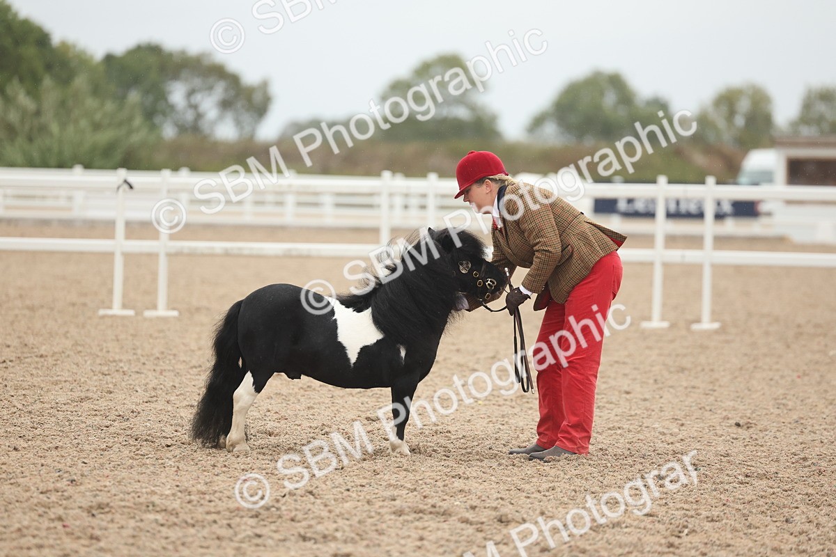 SBM_19362 - Class 317 - IH Pure Bred Horse-Pony