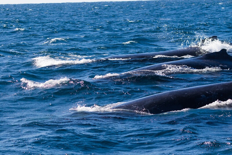 Three Giants in a row 0A3A7687 - Humpback Whales