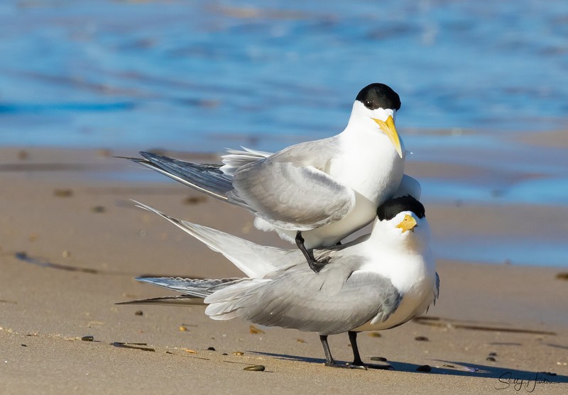 Breeding Pair 7