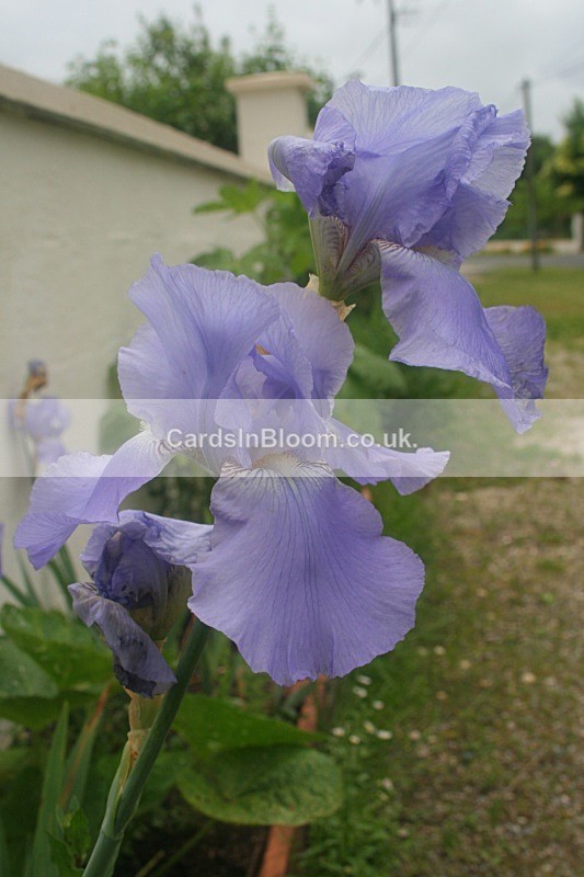 Iris 002 - IRISES