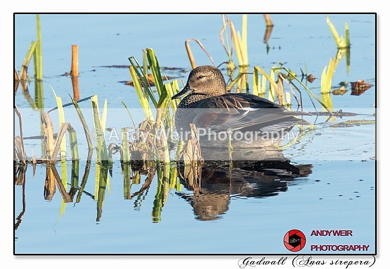 191129-7D-8E0A1277-Edit - Gadwall