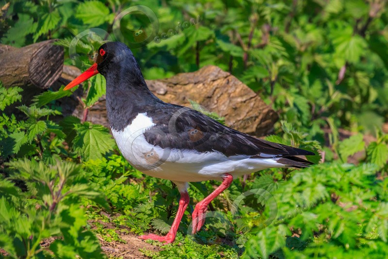 oystercatcher Haematopus ostralegus-5675 - UK birds