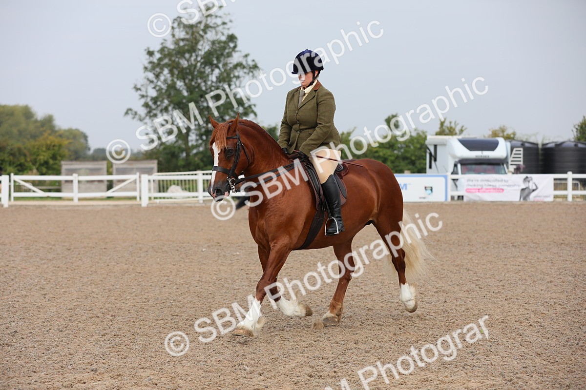 SBM_10024 - Class 302 Ridden M&M -Large Breeds