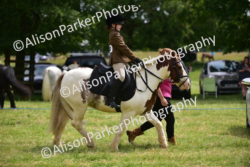 20260614-3973 - Class 16 - Handsome Gelding