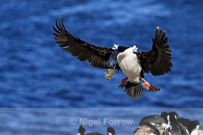 Imperial Shag approach to colony, Carcass Island, Falklands - Imperial Shag
