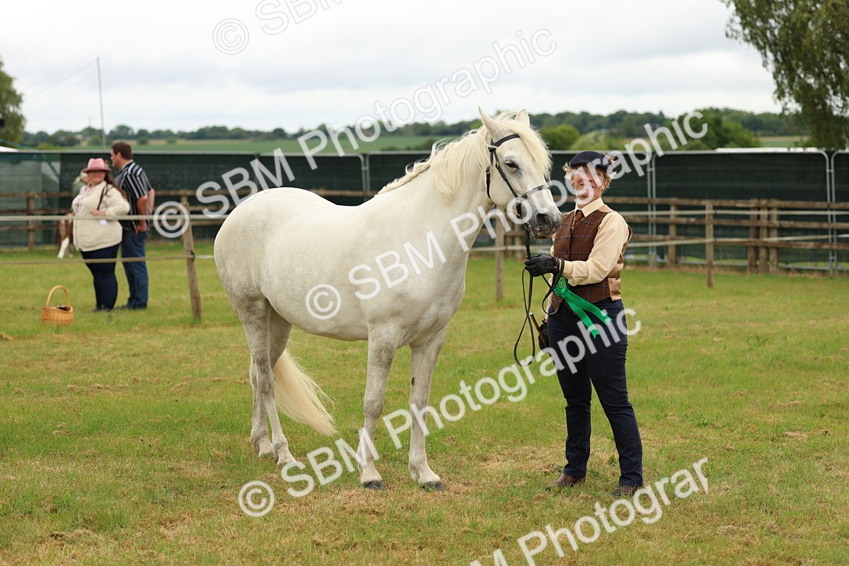 SBM_04242 - Class 64-67 - Shetland Pony In Hand