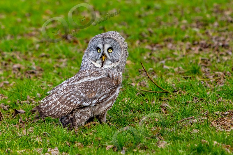 great grey owl stryx nebulosa-1631 - Owls of the World