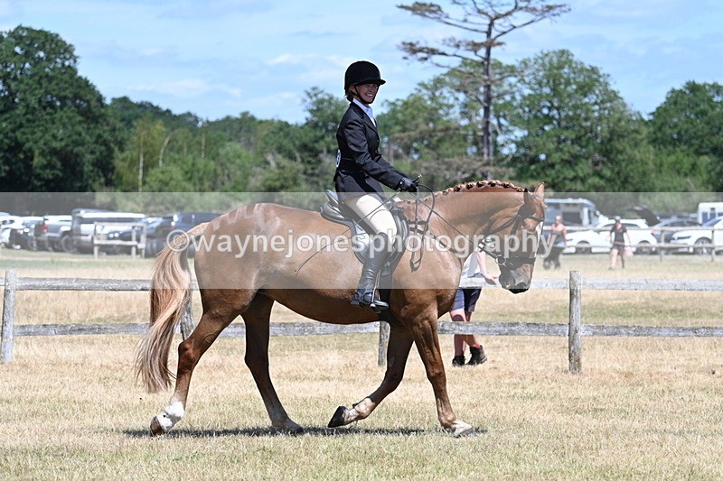 WJ7_2879 - Class 7 Riding Club Show Horse