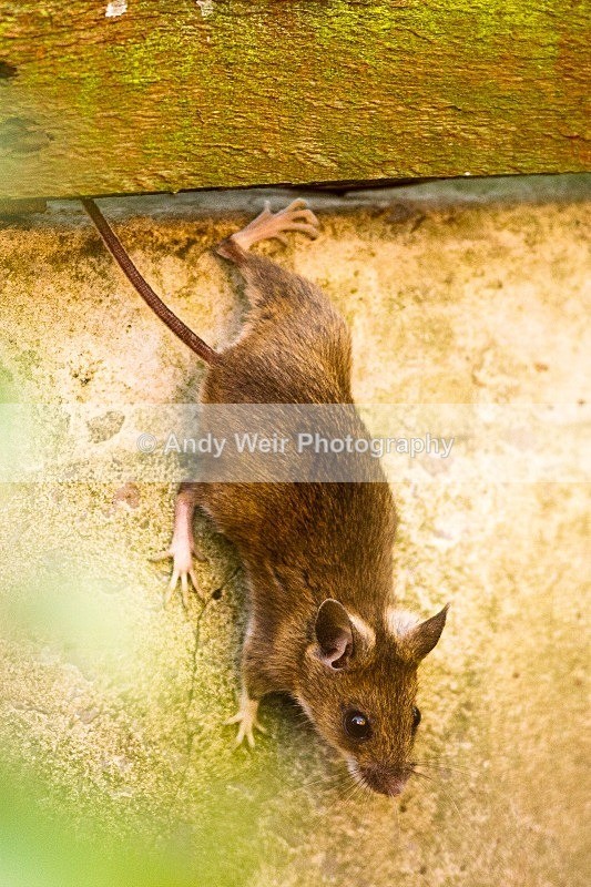 20120115-_MG_8220 - Wood Mouse