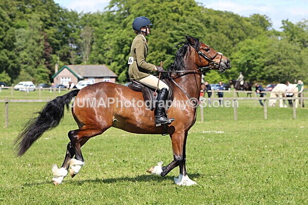 IMG_4230 - Working Hunter