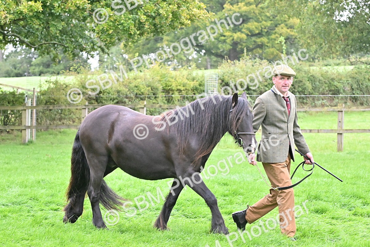 SBM_58150 - S47 - Mini Show Cob In Hand