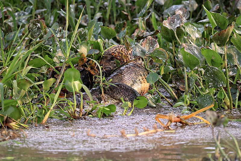 Jaguar hunting sequence (frame 5):  Holding onto Caiman in water - Jaguar