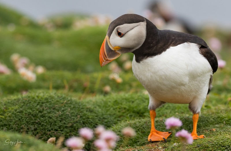 Cute Puffin 18